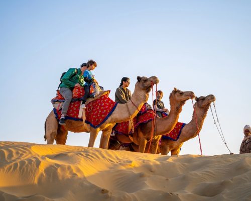 camel safari pic